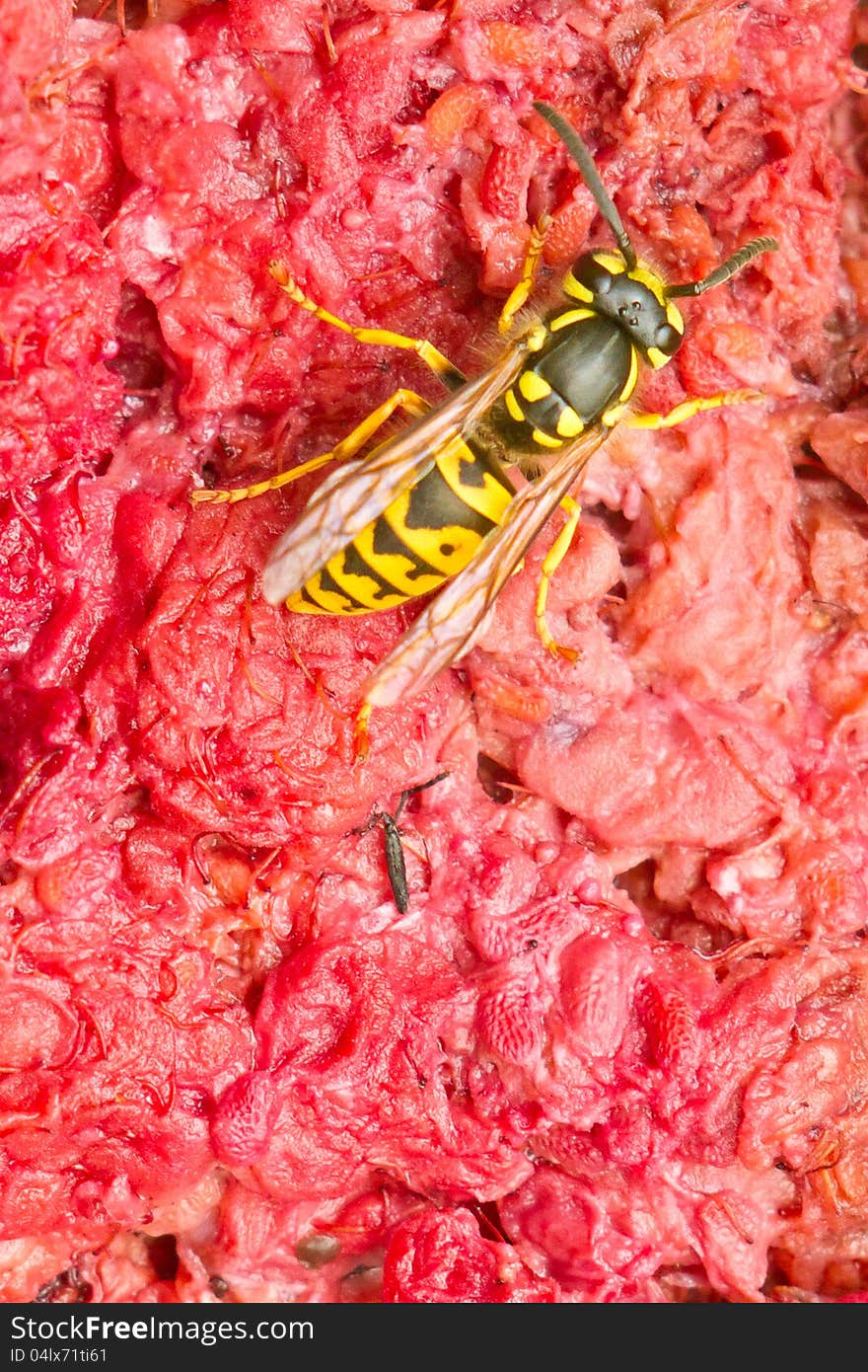 Wasp on a crushed red raspberry background. Wasp on a crushed red raspberry background