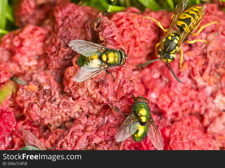 Two green flies and wasp on a crashed red raspberry background. Two green flies and wasp on a crashed red raspberry background