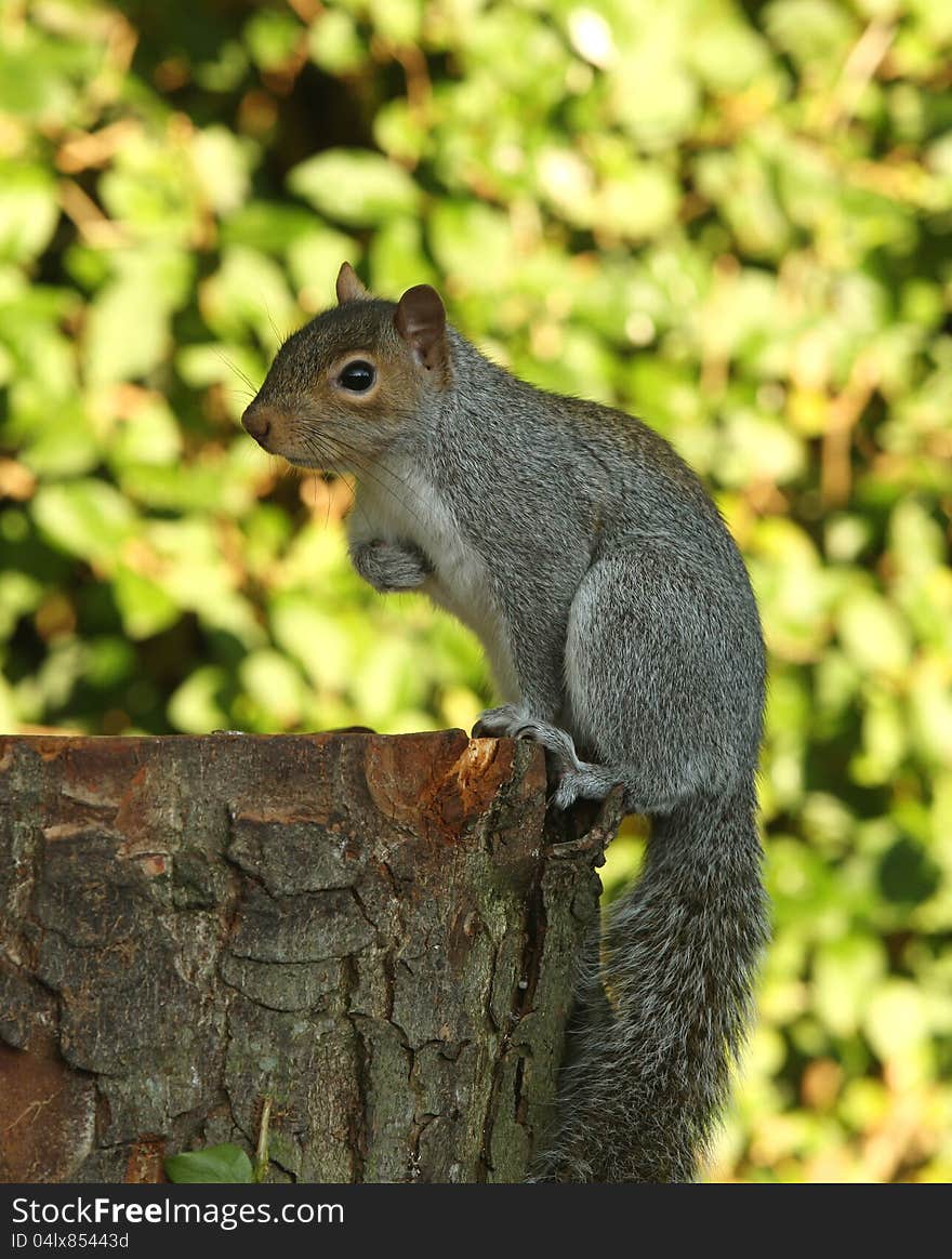 Portrait of a Grey Squirrel in Autumn