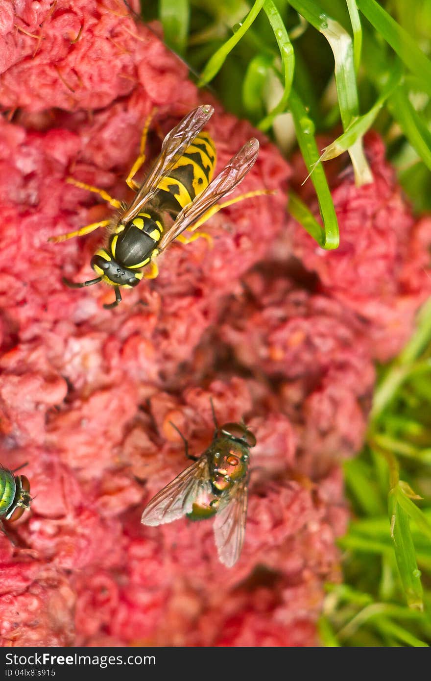 Green fly and wasp on a crashed red raspberry background. Green fly and wasp on a crashed red raspberry background