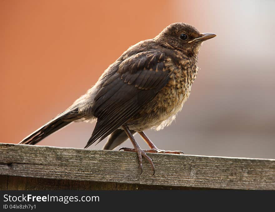 Portrait of a young Blackbird waiting to be fed