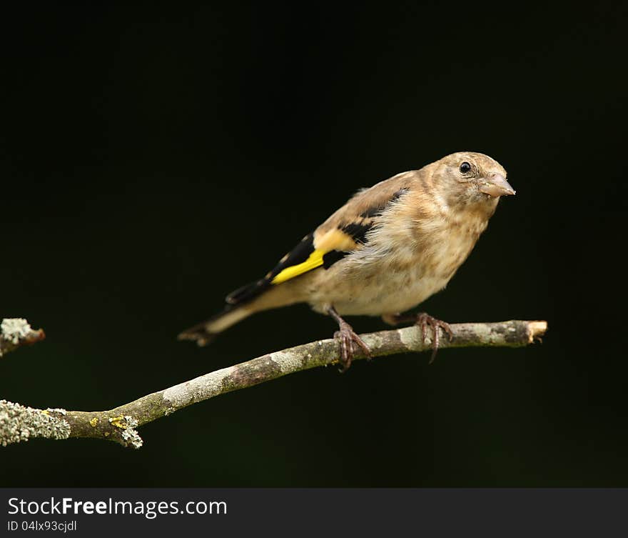 Goldfinch