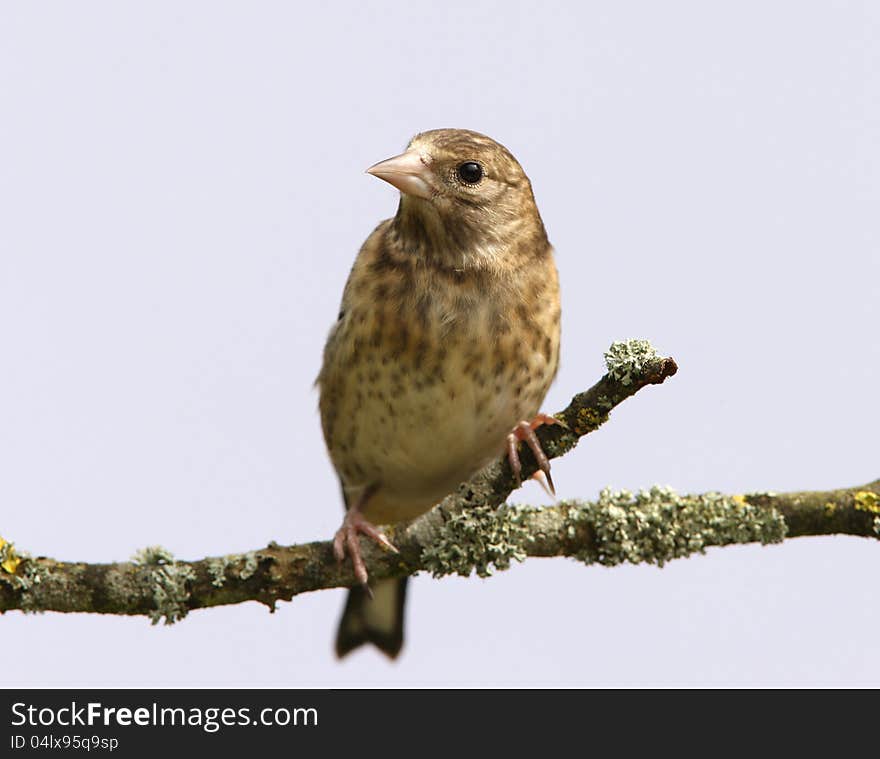 Goldfinch