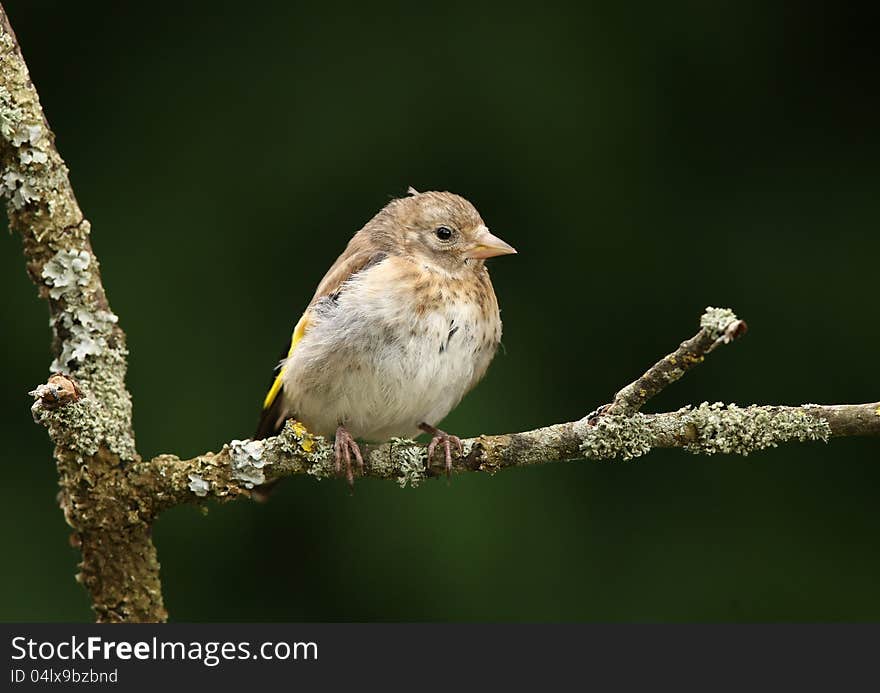 Goldfinch