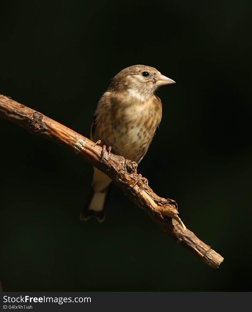 Goldfinch