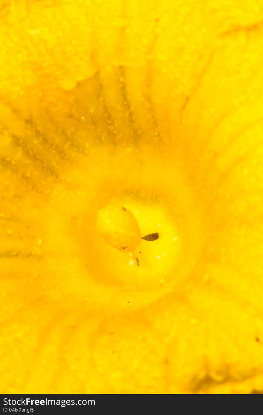 Pumpkin Flower