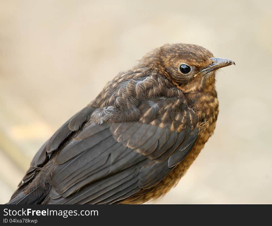 Portrait of a young Blackbird waiting to be fed