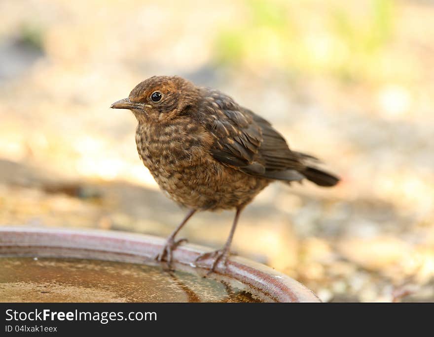 Portrait of a young Blackbird drinking