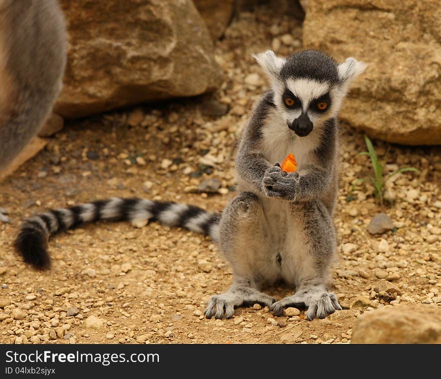 Young Meerkat