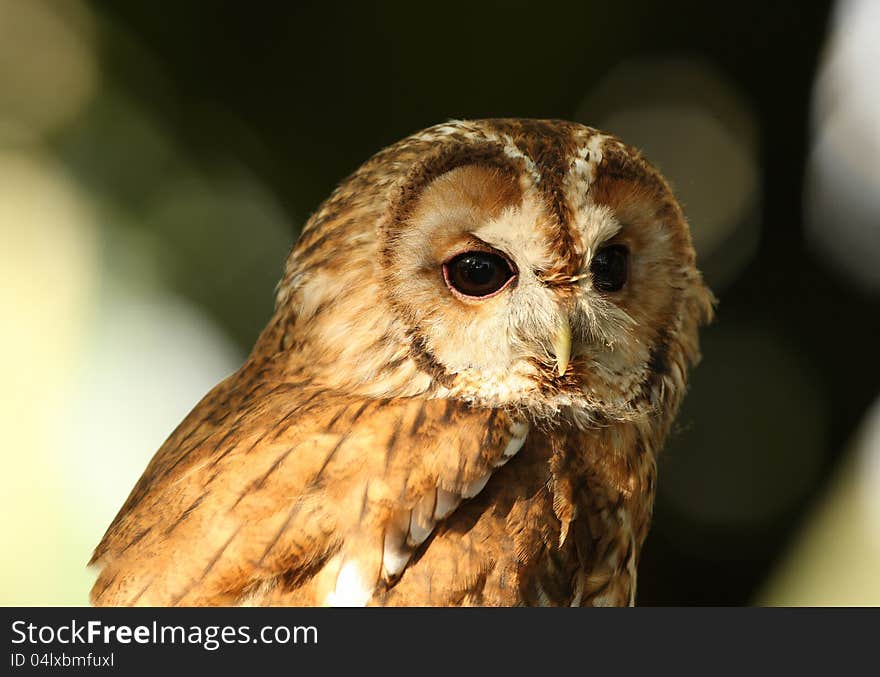 Tawny Owl