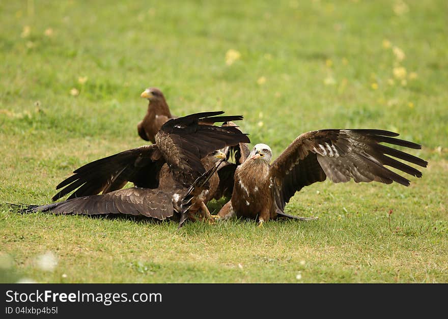 Black Kites