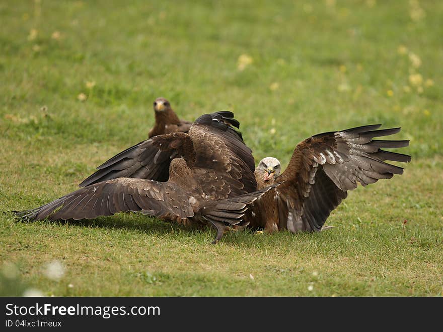 Black Kites