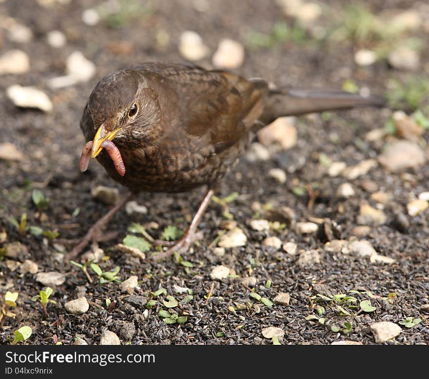 Close up of a female Blackbird  collecting worms to feed her young