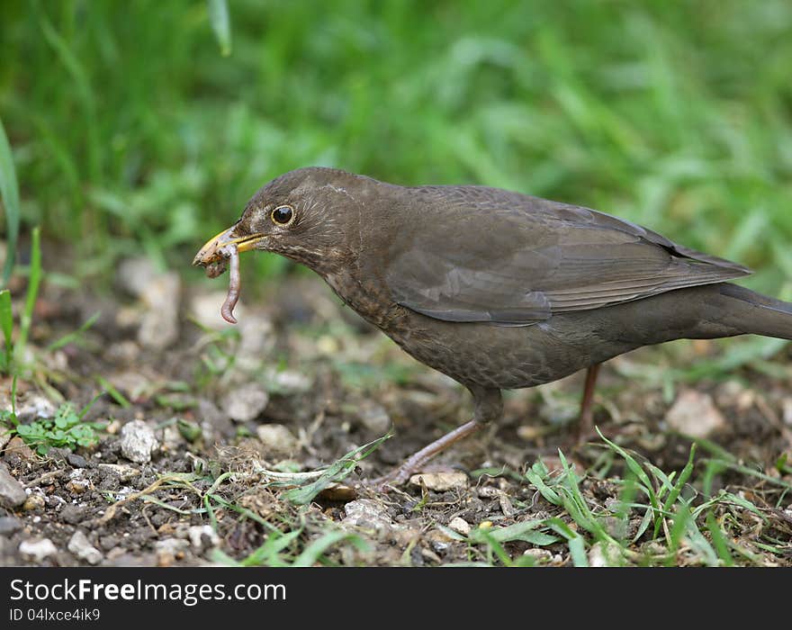 Close up of a female Blackbird  collecting worms to feed her young