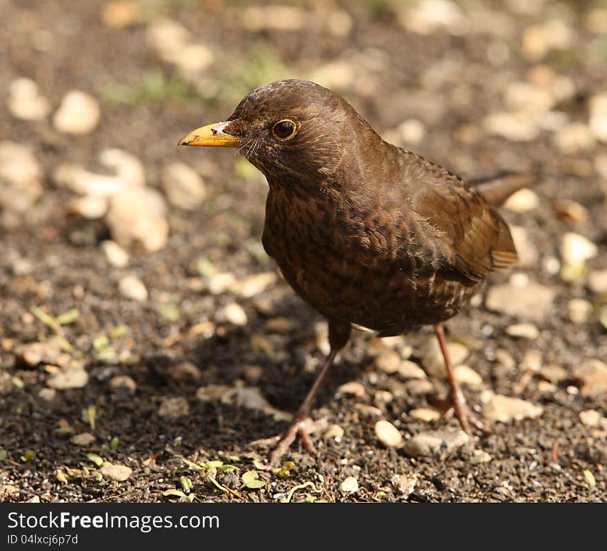 Female Blackbird