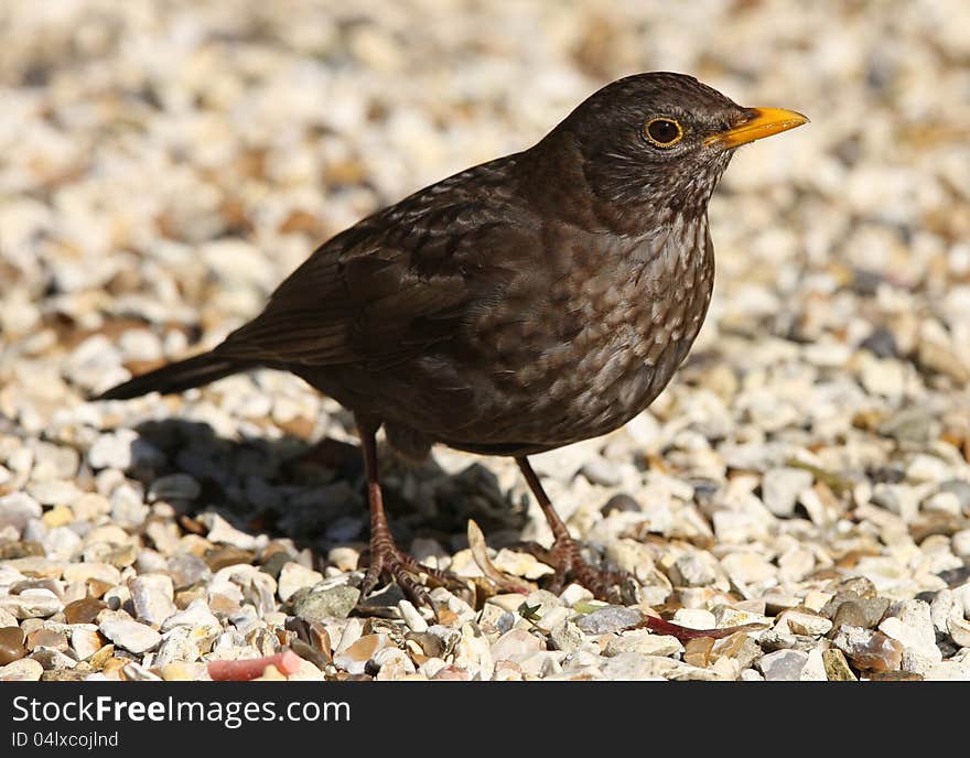 Close up of a female Blackbird looking for worms to feed her young