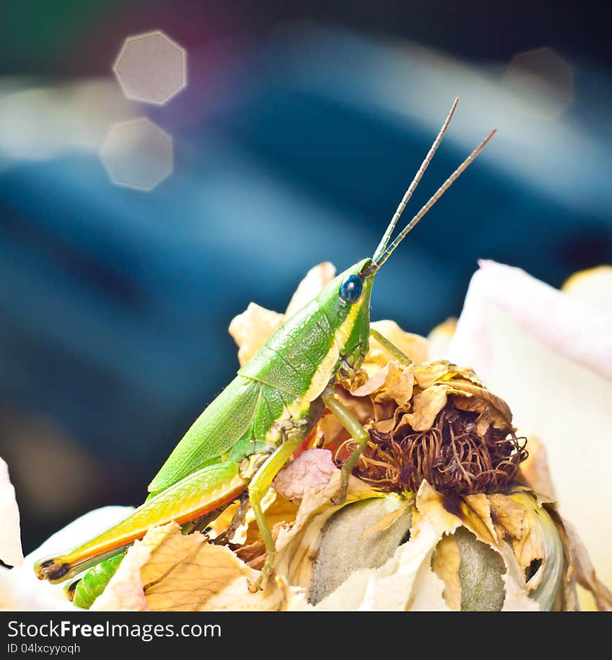 Grasshopper feeding the rose in blue background