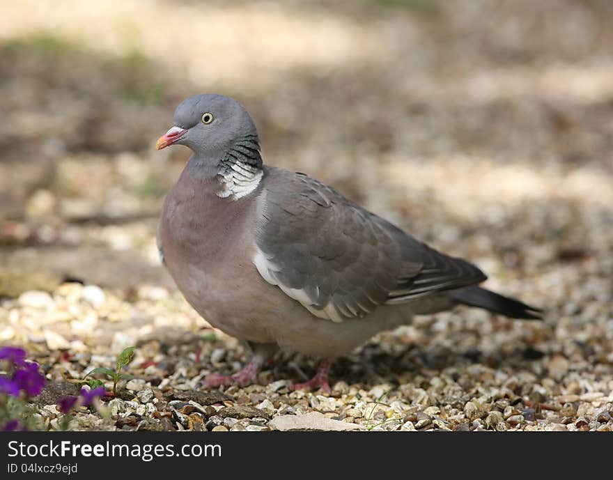 Portrait of a male Woodpigeon