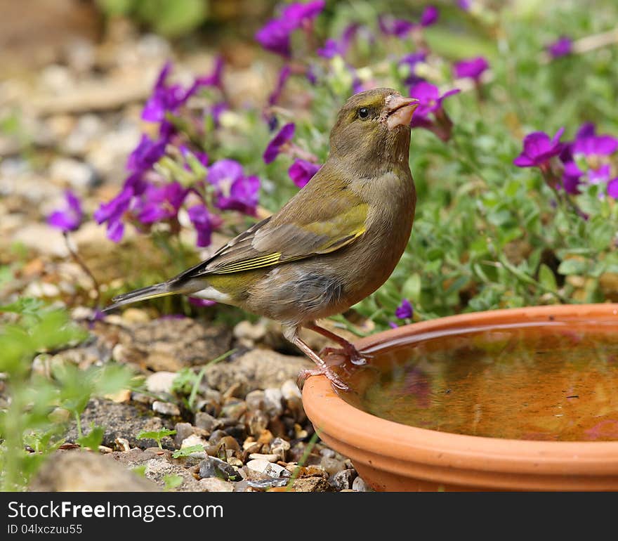 Greenfinch