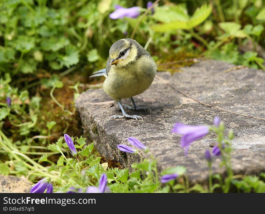 Close up of a baby Blue Tit