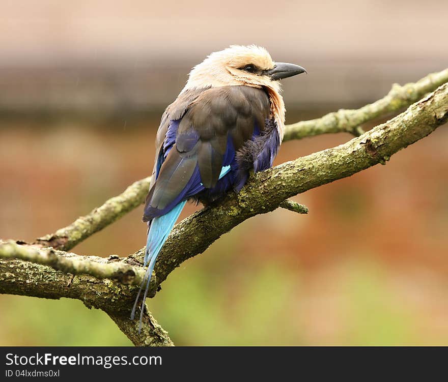 Blue Winged Kookaburra