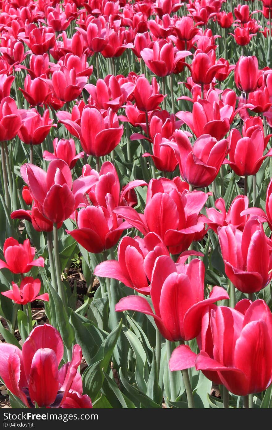 A lot of bright red tulips on a sunny spring day