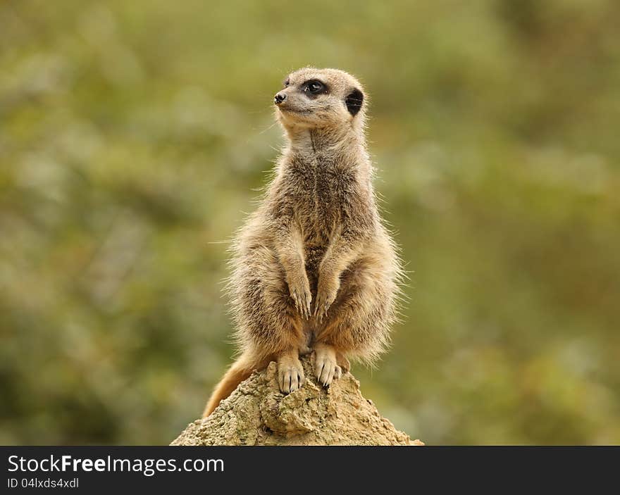 Close up of a male Meerkat standing guard in the rain