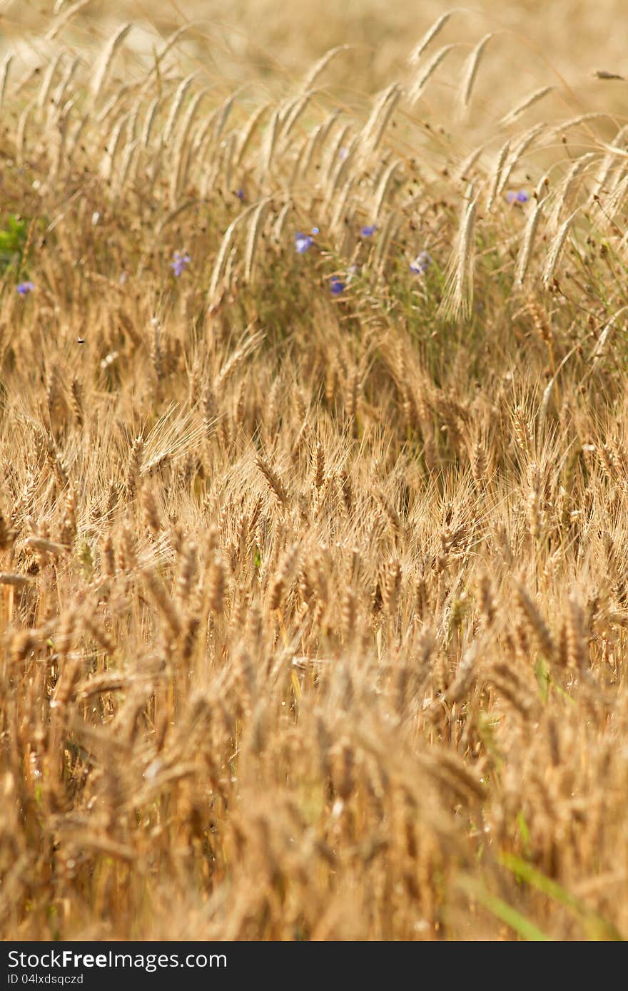 Wheat Field