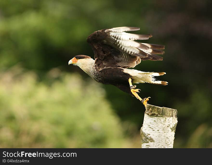 Caracara