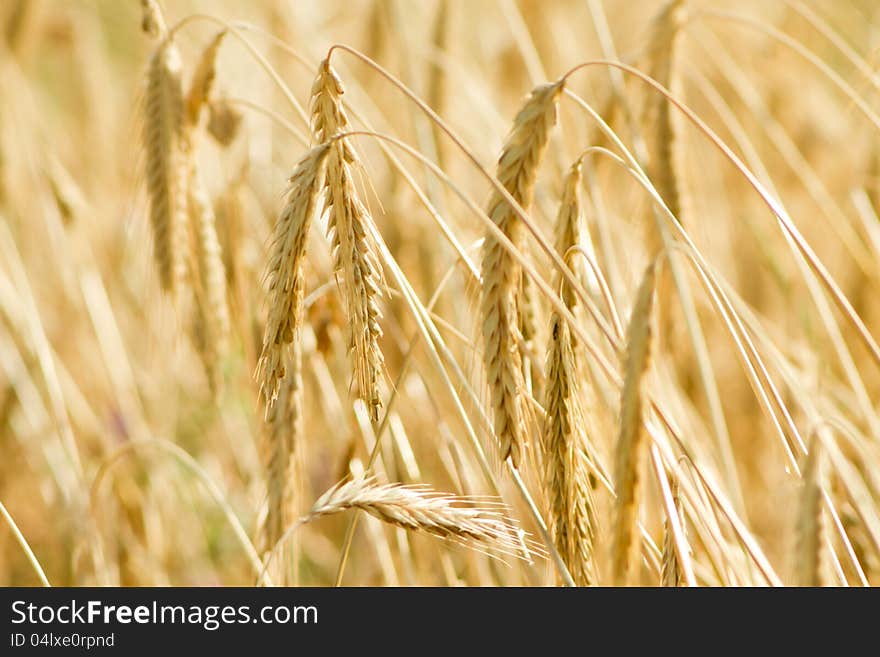 Wheat field