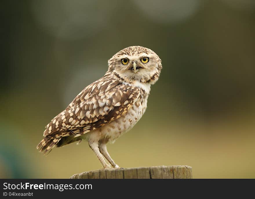 Burrowing Owl