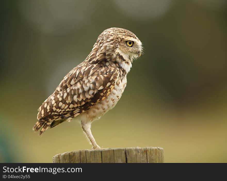 Burrowing Owl