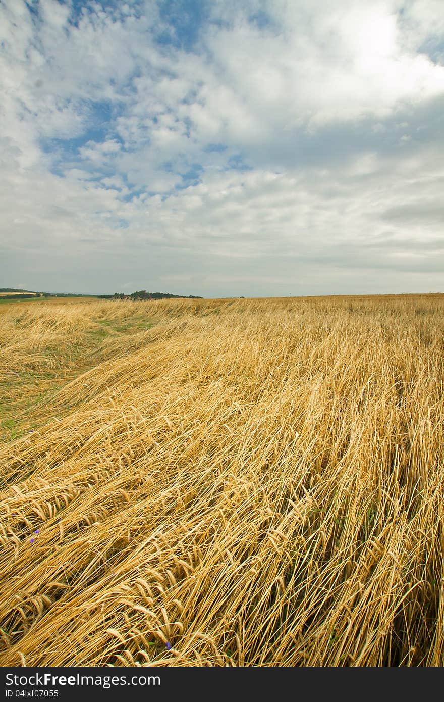 Wheat field