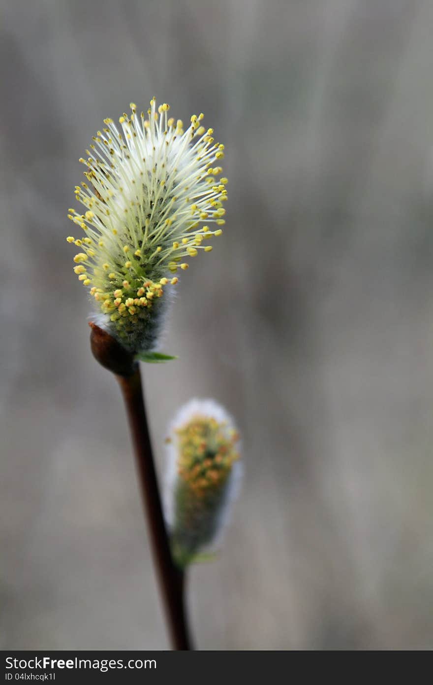 Yellow catkin