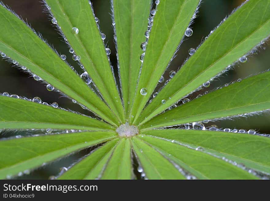 Water drops on leaves of a green plant