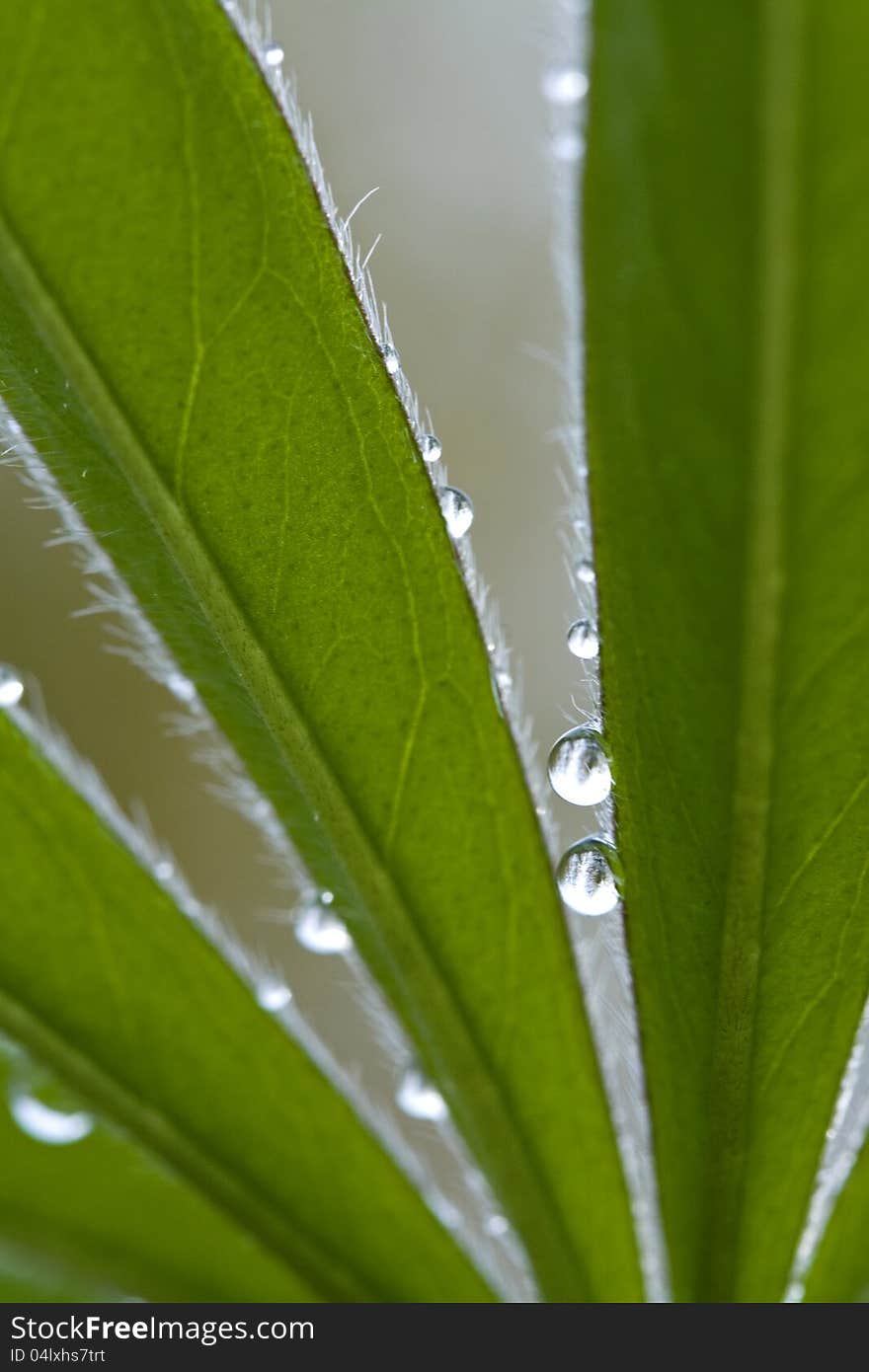 Waterdrops On Leaves