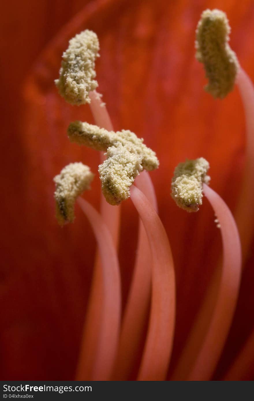 Several fragile pistils of red flower