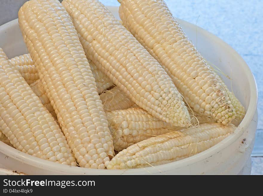 Fresh picked corn in a bucket