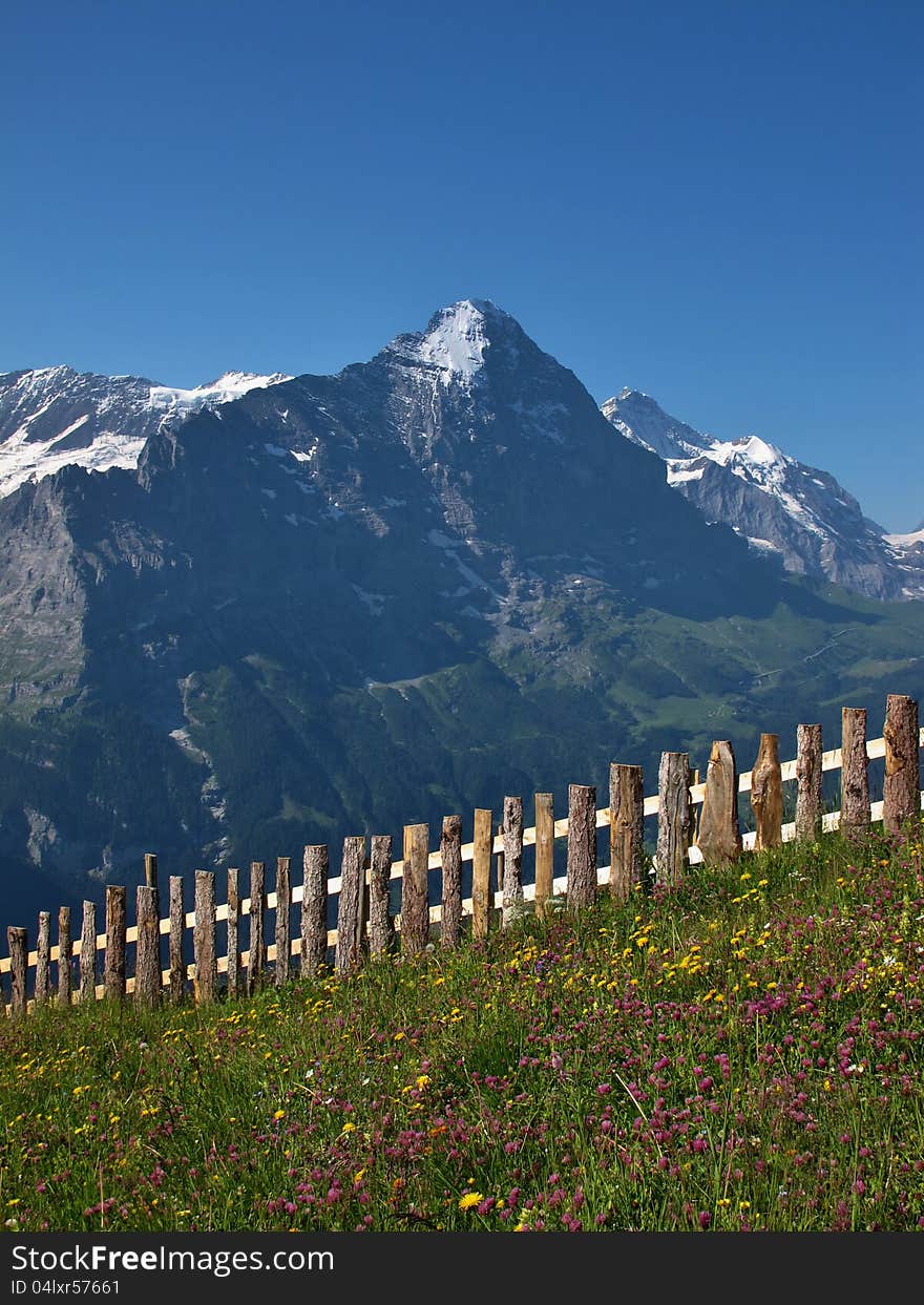 Meadow With Flowers In Front Of The Eiger, Swiss Alps.