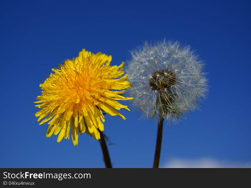 Couple of young and old dandelion plants. Couple of young and old dandelion plants