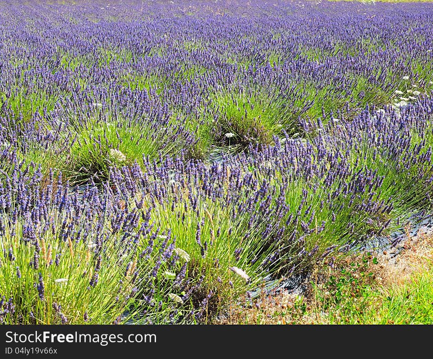 Lavender field in bloom under summer sun. Lavender field in bloom under summer sun