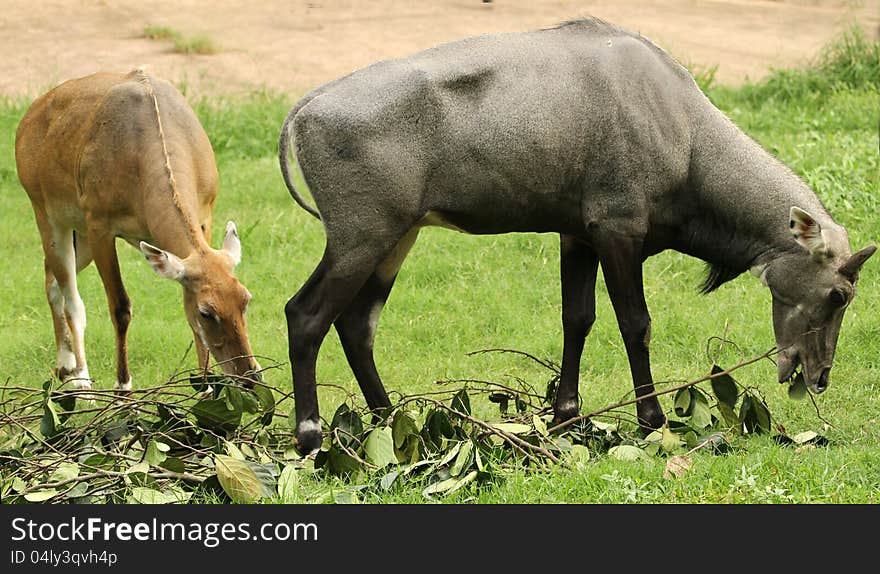 Two different type of deers grazing at the zoological park. Two different type of deers grazing at the zoological park