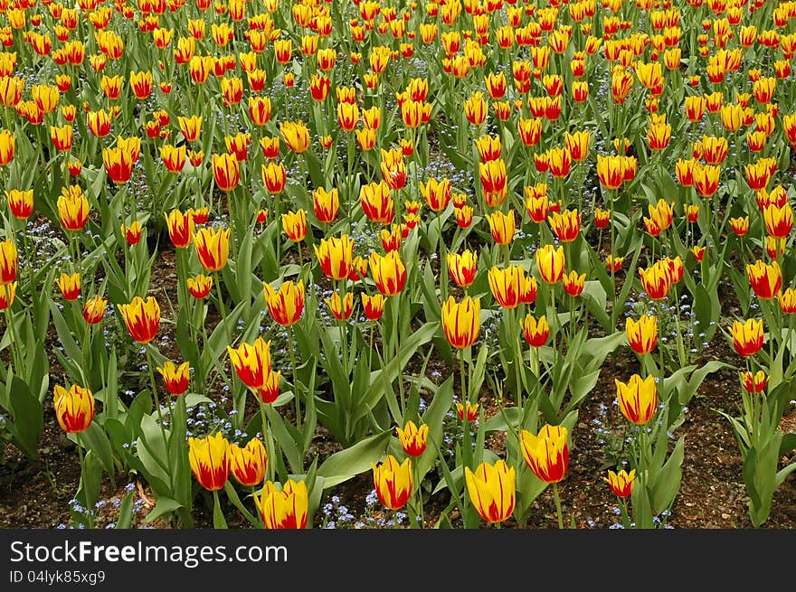 Field of yellow and red tulips in full bloom. Field of yellow and red tulips in full bloom