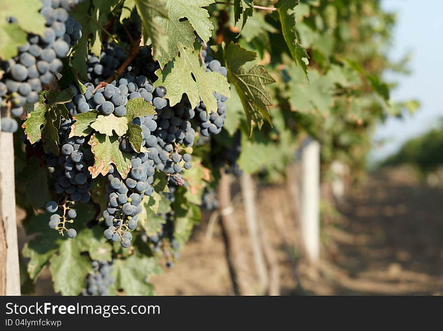 Rows of blue grapes and autumn vine leaves