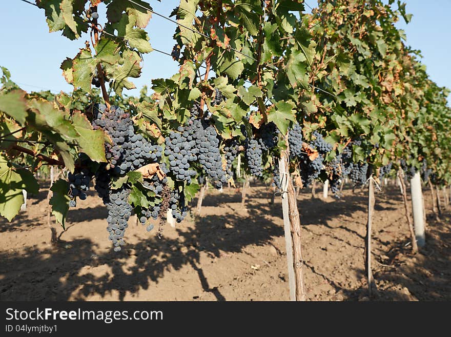 Rows of blue grapes