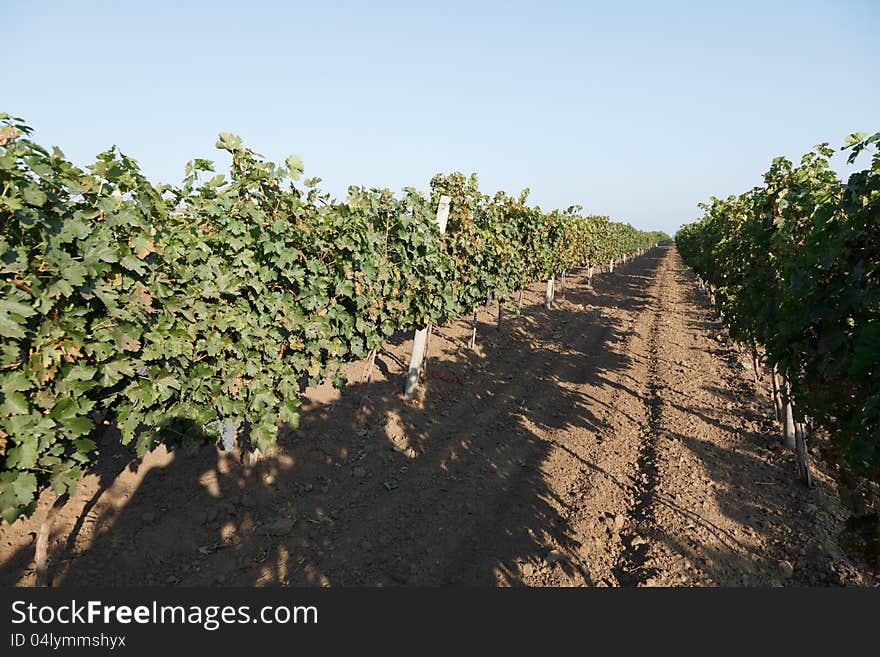 Rows of blue grapes