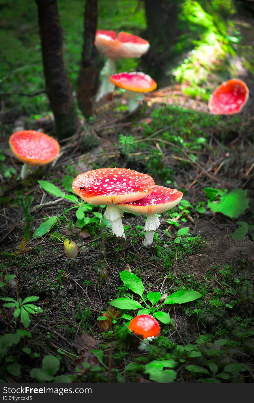 Fly Agaric Mushrooms In Forest