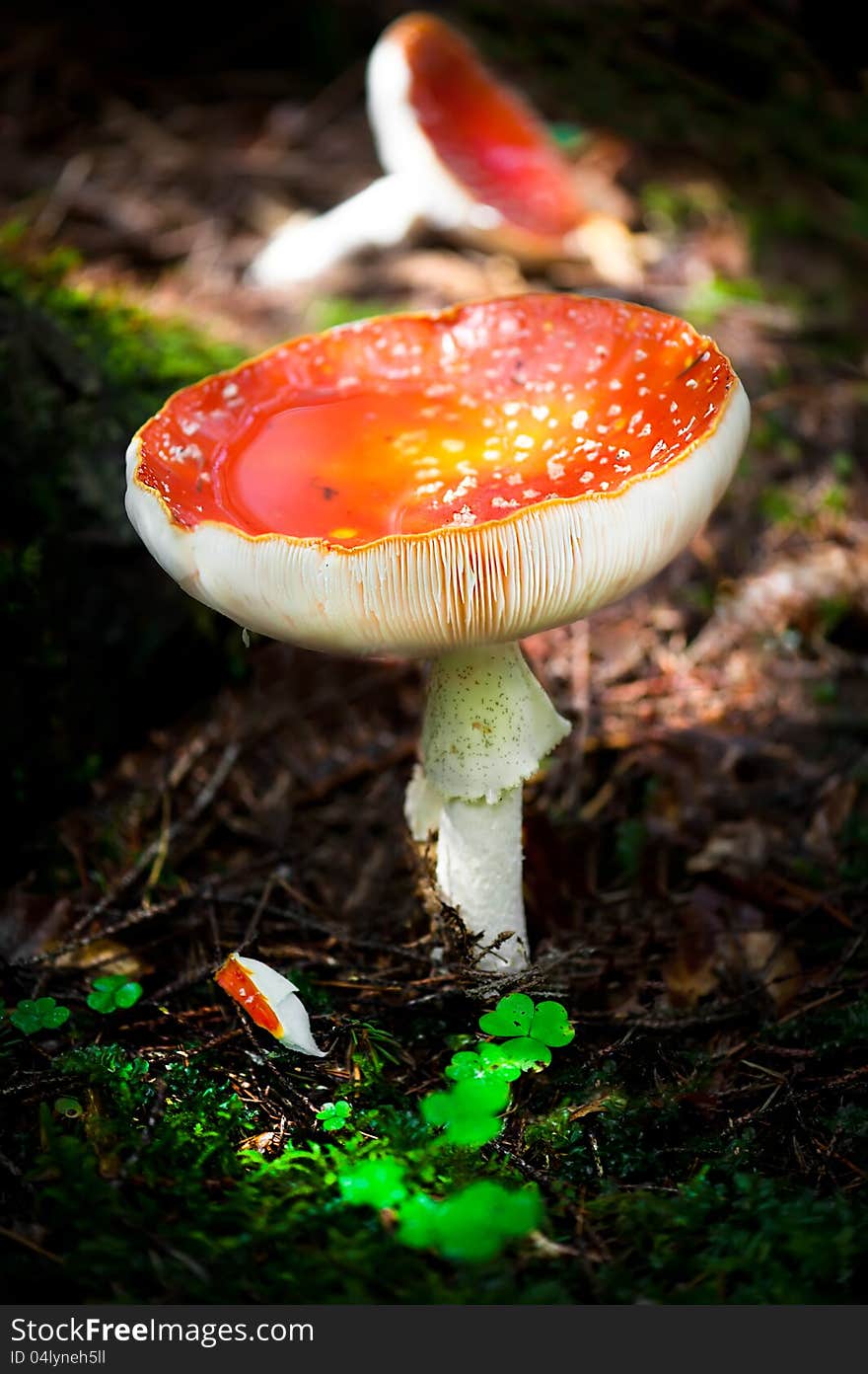 Fly agaric mushrooms in forest. Shallow depth of field