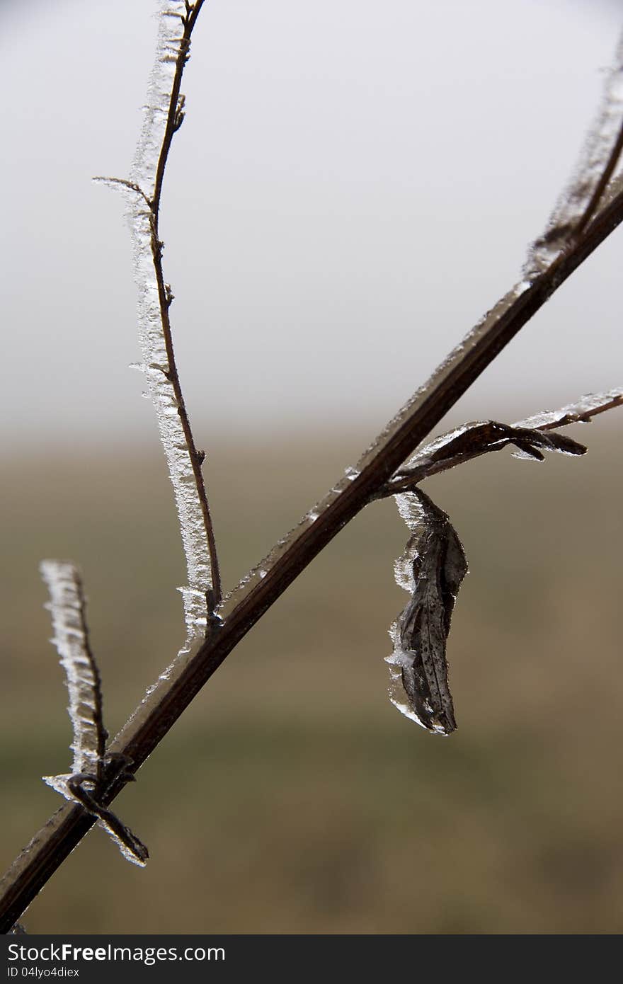 Ice covers part of withered plants. Ice covers part of withered plants