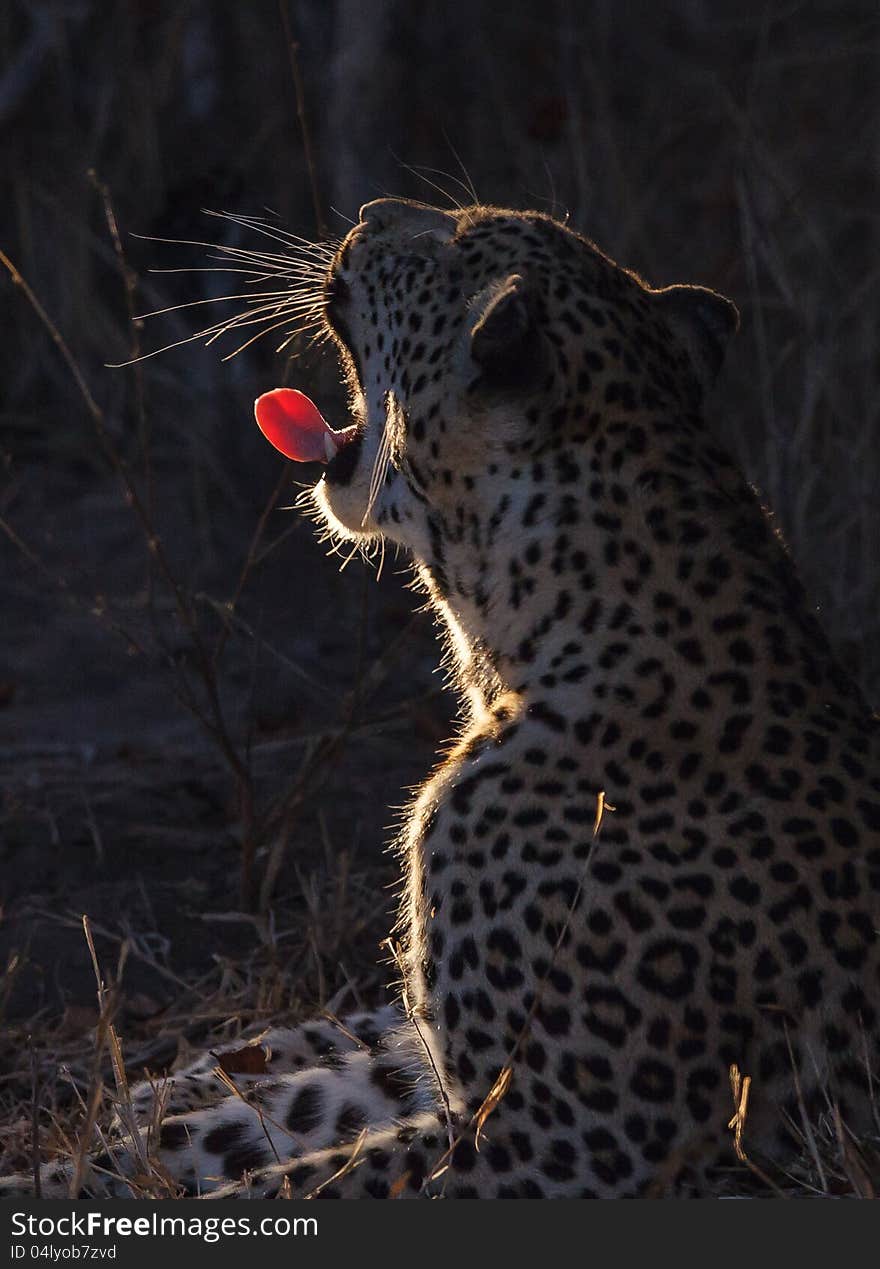 Leopard yawning in reflection of spotlight in Sabie Sands Game Reserve. Leopard yawning in reflection of spotlight in Sabie Sands Game Reserve